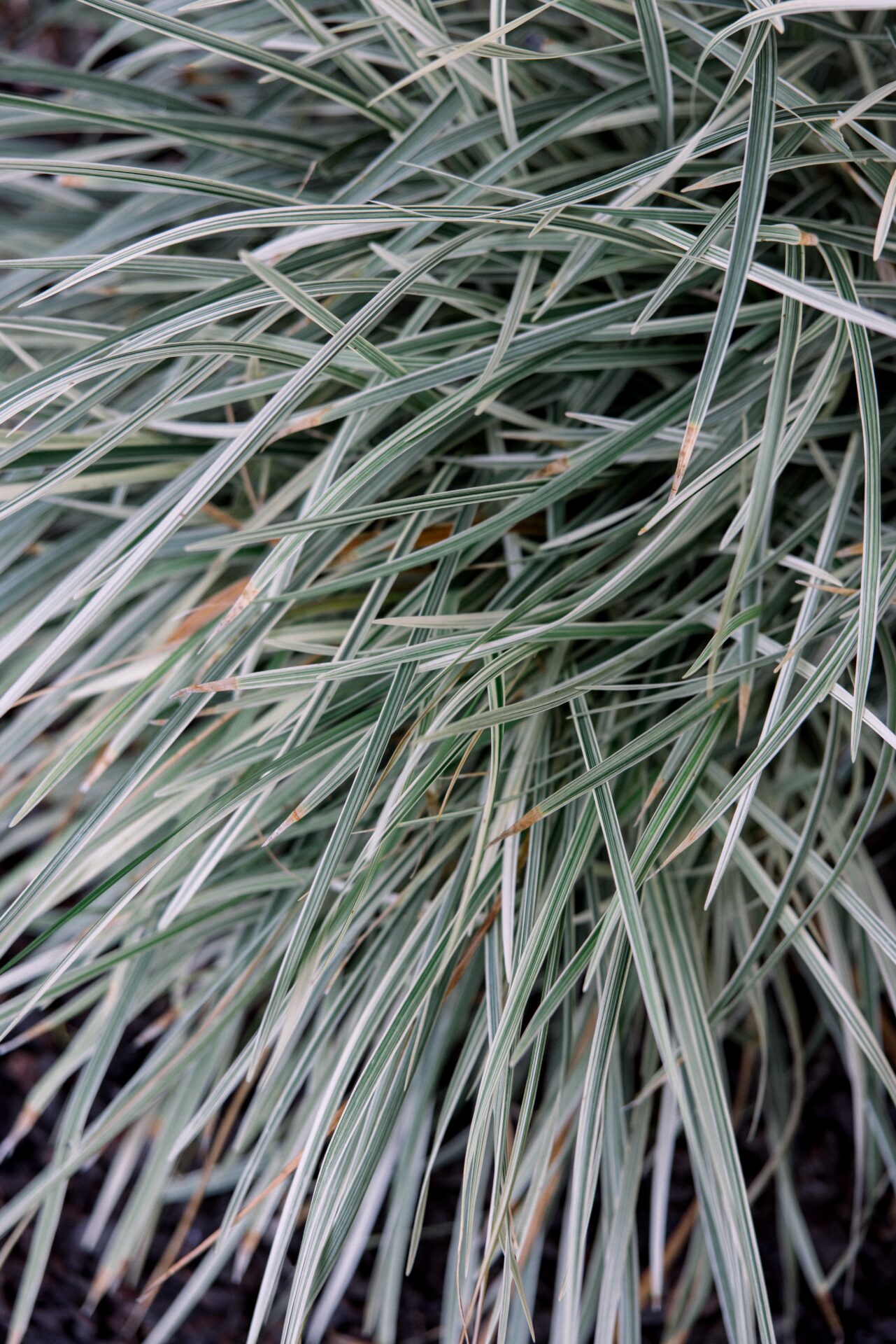 Featured image for “Weddings”